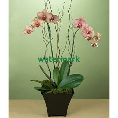 Potted Double Stem Kaleidoscope Orchid