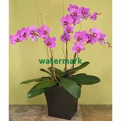 “Magic Purple” Orchid